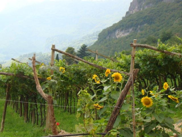 Agritur Maso Spezial Villa Lagarina Quarto foto